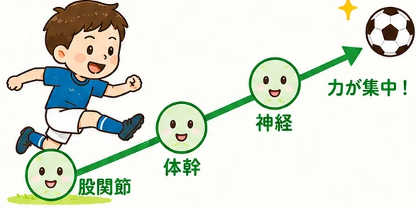 股関節・体幹・神経が連動し、力がボールへまっすぐ伝わる様子のイラスト